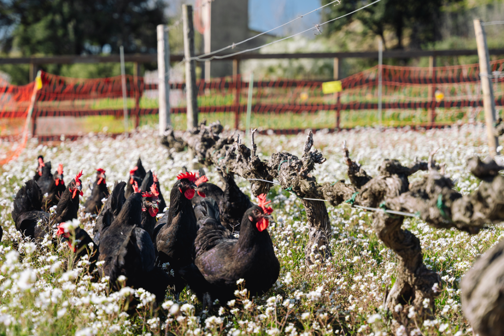 Les gallines són protagonistes en la gestió regenerativa de la vinya a Família Torres. Font: Galdric Mossoll