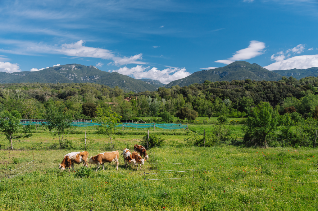 A la finca de Planeses (Sant Ferriol, Girona) s'implementa l'agricultura i ramaderia regeneratives. Font: Galdric Mossoll.