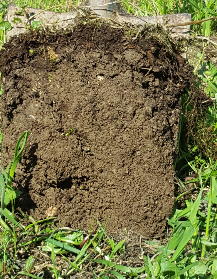 Corte de terreno de un suelo sano en Mas Planeses. Fuente: Marc Gràcia, proyecto Polyfarming 