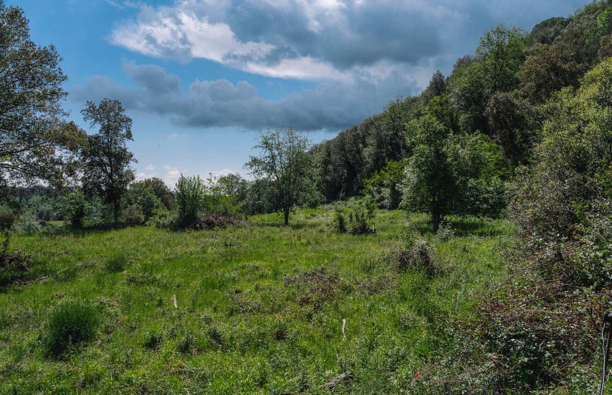 Sòl forestal de Mas Planeses amb diversitat d’hàbitats. Font: Galdric Mossoll