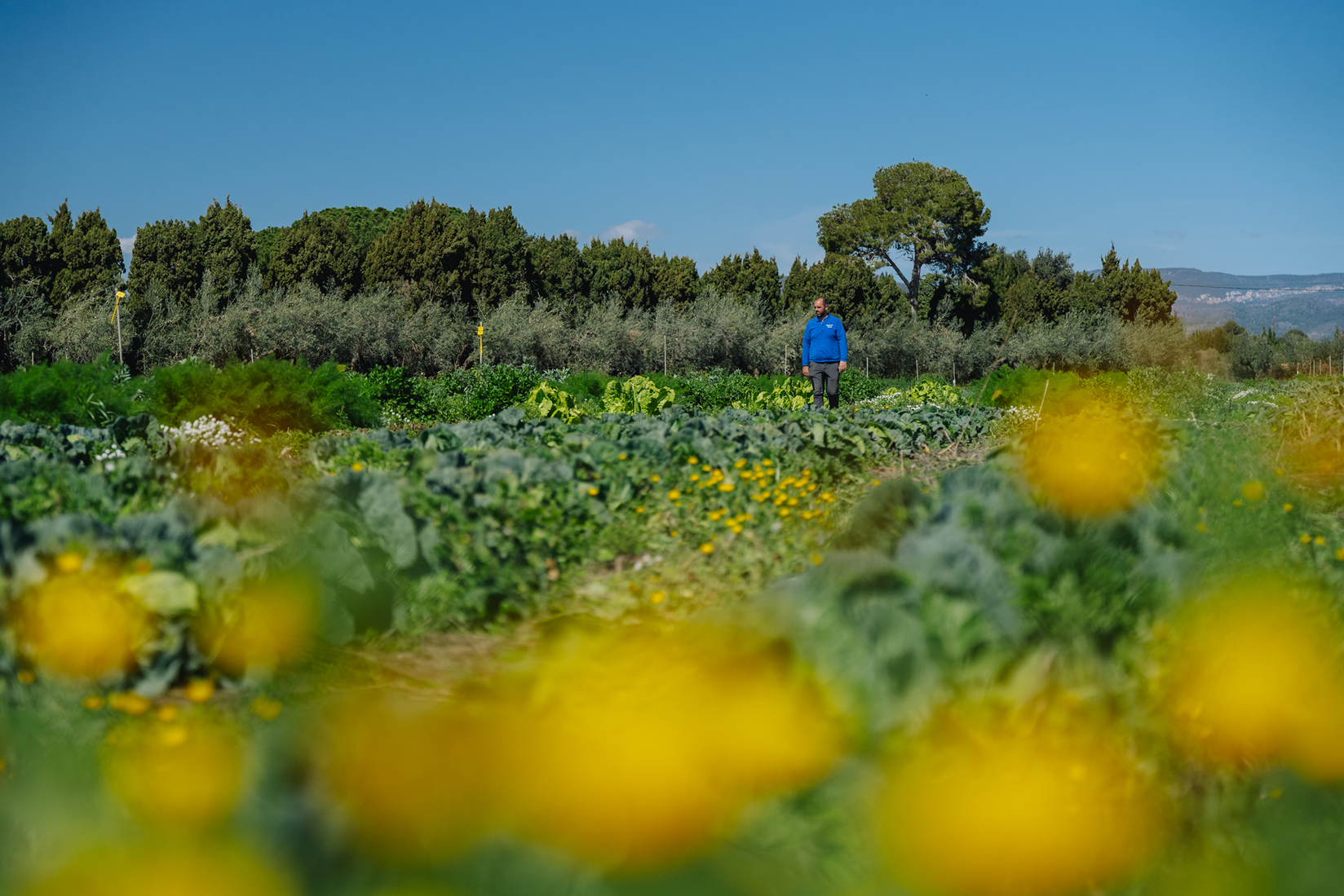 La finca VerdCamp Fruits, que participa en el projecte RegeneraCat, ha guanyat un premi extraordinari del BBVA que reconeix al Millor Productor Sostenible d'Espanya. Font: Galdric Mossoll