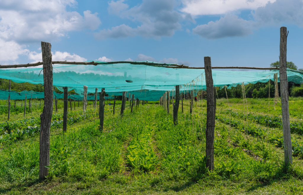 L'agricultura regenerativa podria produir la mateixa quantitat d'aliments que la convencional i, a la llarga, amb un cost econòmic igual o menor. Font: Galdric Mossoll