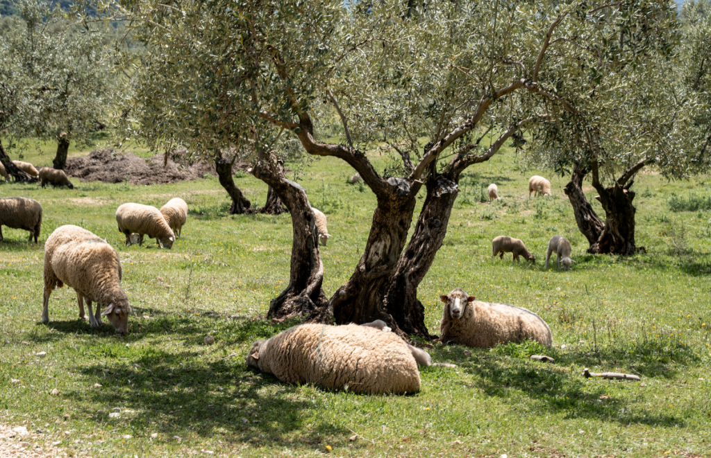 La combinació d’agricultura i ramaderia és una de les tècniques que contempla el model d’agricultura regenerativa, ja que els animals poden controlar les cobertes vegetals, fertilitzar el sòl i reduir l’ús de maquinària. Font: José Miguel Gallardo per a la Associació d’Agricultura Regenerativa Ibèrica i el CREAF.