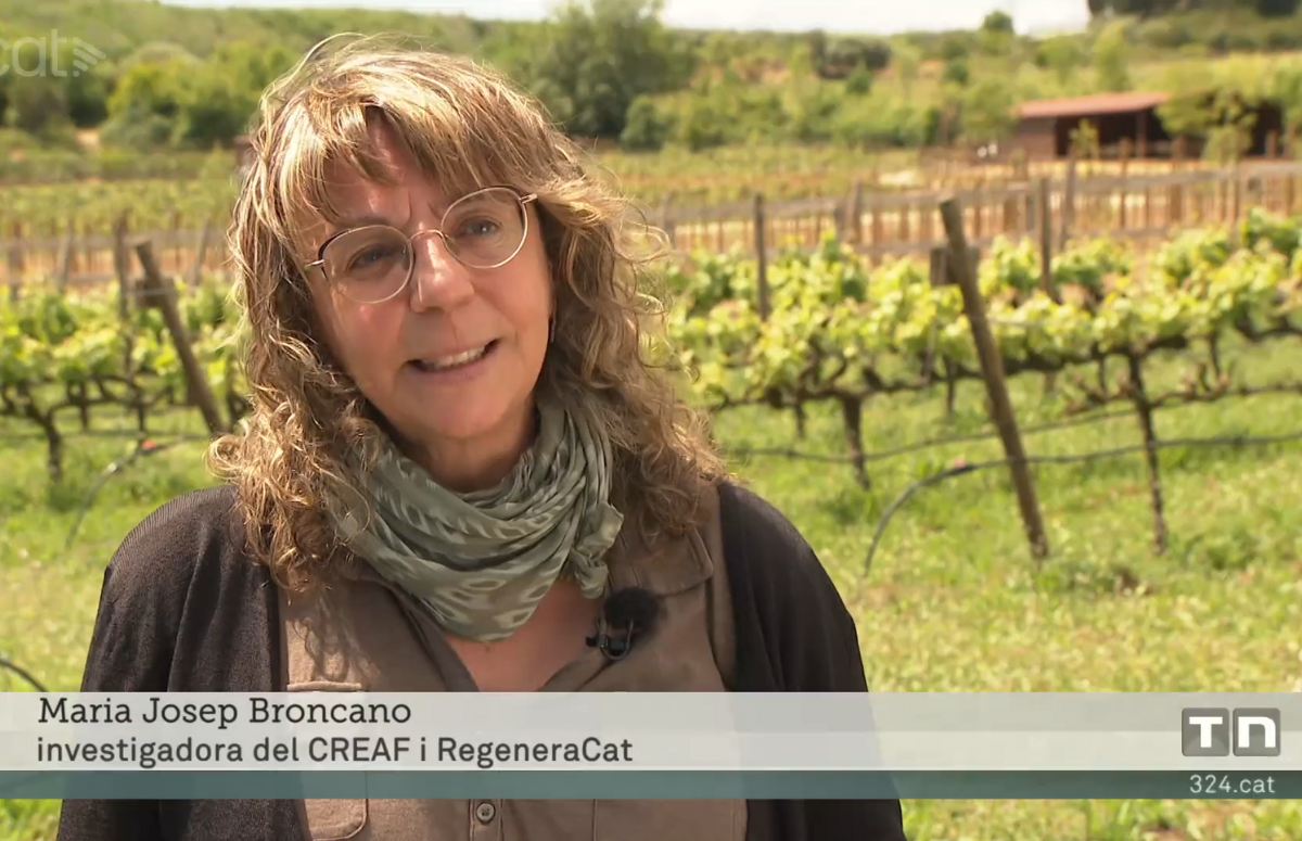 Maria Josep Broncano, investigadora del grup de recerca en agricultura regenerativa del CREAF, ha explicat els primers resultats del projecte RegeneraCat a TV3. Font: 3Cat (Corporació Catalana de Mitjans Audiovisuals)