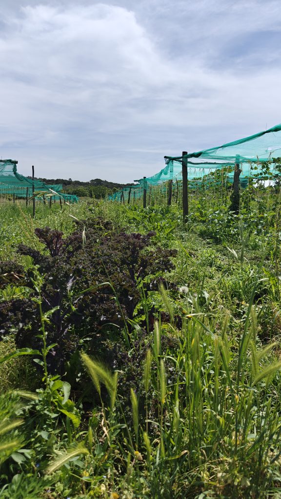 En la huerta regenerativa intensiva de Planeses conviven los cultivos con las plantas adventicias Fuente: Gerard Gaya