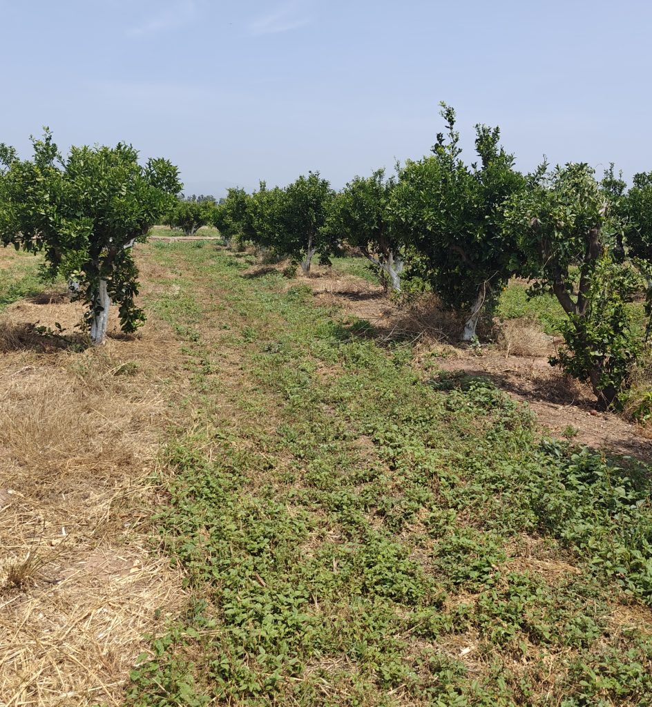 Parcela regenerativa de naranjas situada en Moncada (Valencia). Fuente: Gerard Gaya