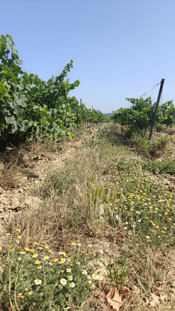 Les vinyes regeneratives es caracteritzen, entre moltes altres coses, per la presència d'una important coberta vegetal. Font: Gerard Gaya