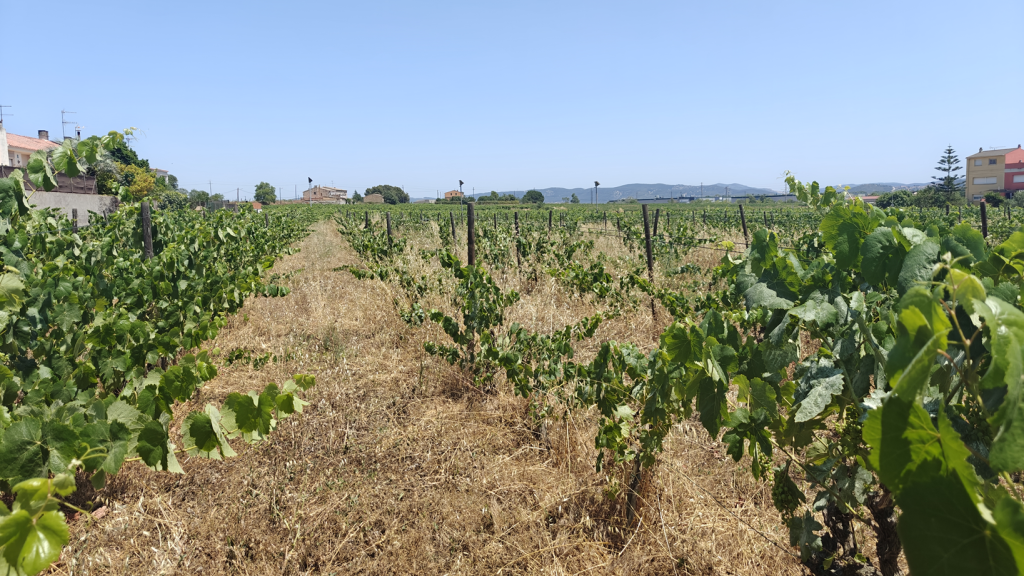 Les vinyes regeneratives es diferencien a simple vista de les convencionals per la presència d'una prominent coberta vegetal. Font: Gerard Gaya