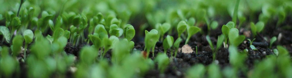 El agua es el gran factor limitante en prácticamente cualquier cultivo. Fuente: Pexels
