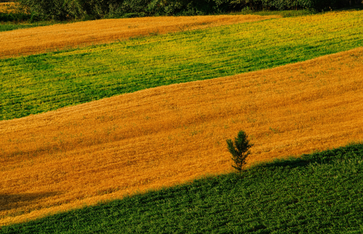 Camps de cereals en diferents fases fenològiques. Font: Canva